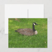 Kanada Goose Postkarte (Vorne/Hinten)