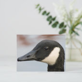 Kanada Goose Postkarte (Stehend Vorderseite)