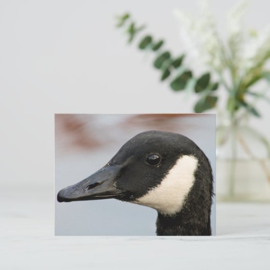 Kanada Goose Postkarte (Stehend Vorderseite)