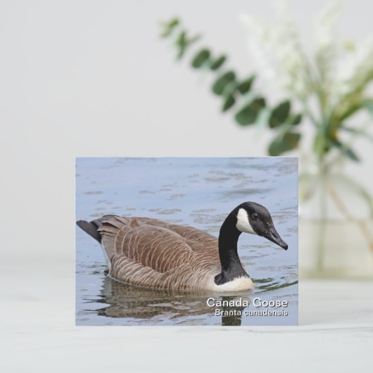 Kanada Goose Postkarte (Stehend Vorderseite)