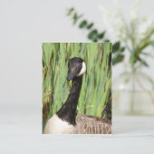 Kanada Goose Postkarte (Stehend Vorderseite)