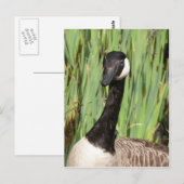 Kanada Goose Postkarte (Vorne/Hinten)