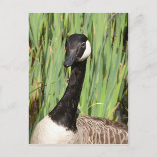 Kanada Goose Postkarte