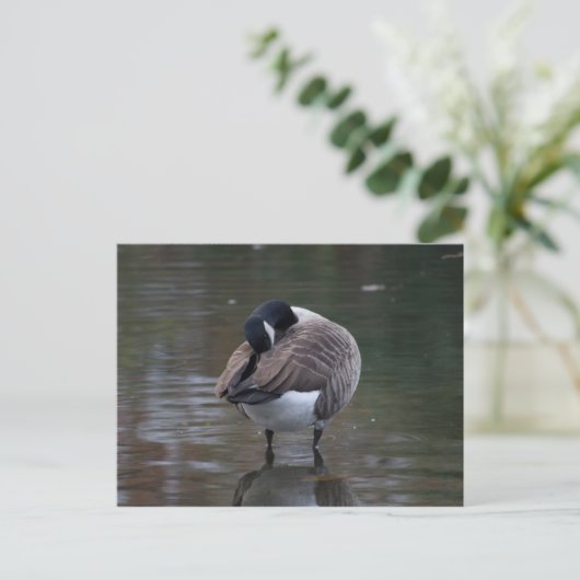 Kanada Goose Postkarte (Stehend Vorderseite)