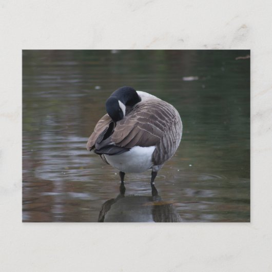 Kanada Goose Postkarte (Vorderseite)