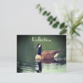 Kanada Goose Reflections Inspiration Postkarte (Stehend Vorderseite)