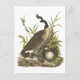 Kanada Goose von Audubon Postkarte