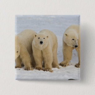 Kanada, Hudson Bay. Eisbär-Mutter mit zwei Button