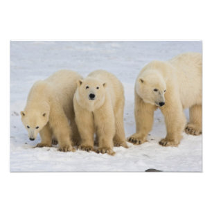 Kanada, Hudson Bay. Eisbär-Mutter mit zwei Fotodruck