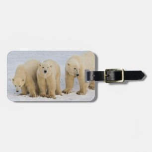 Kanada, Hudson Bay. Eisbär-Mutter mit zwei Gepäckanhänger