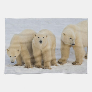 Kanada, Hudson Bay. Eisbär-Mutter mit zwei Handtuch