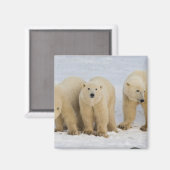 Kanada, Hudson Bay. Eisbär-Mutter mit zwei Magnet (Vorderseite/Rückseite)