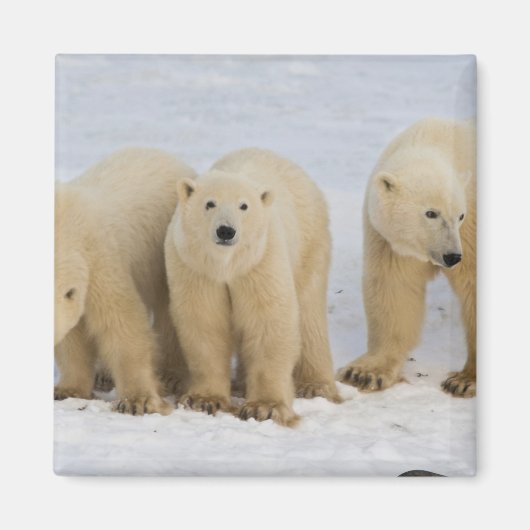 Kanada, Hudson Bay. Eisbär-Mutter mit zwei Magnet (Vorne)