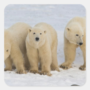 Kanada, Hudson Bay. Eisbär-Mutter mit zwei Quadratischer Aufkleber