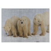 Kanada, Hudson Bay. Eisbär-Mutter mit zwei Schneidebrett (Vorderseite)