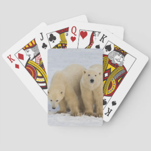 Kanada, Hudson Bay. Eisbär-Mutter mit zwei Spielkarten