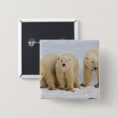 Kanada, Hudson Bay. Polarbärmutter mit zwei Button (Vorne & Hinten)