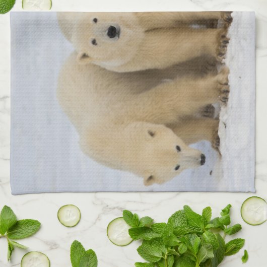 Kanada, Hudson Bay. Polarbärmutter mit zwei Handtuch (Gefaltet)