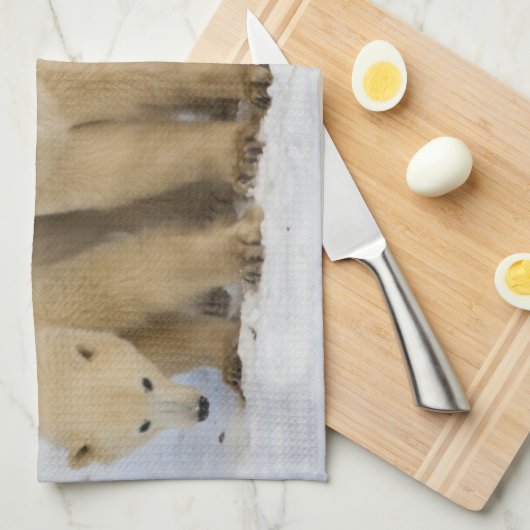 Kanada, Hudson Bay. Polarbärmutter mit zwei Handtuch (Viertel Falte)