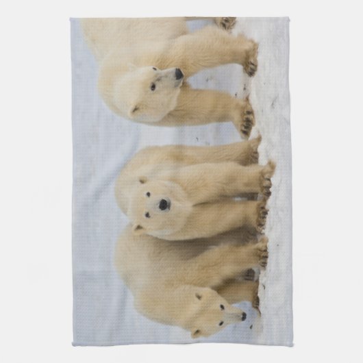 Kanada, Hudson Bay. Polarbärmutter mit zwei Handtuch (Vertikal)