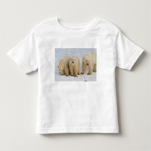 Kanada, Hudson Bay. Polarbärmutter mit zwei Kleinkind T-shirt (Vorderseite)