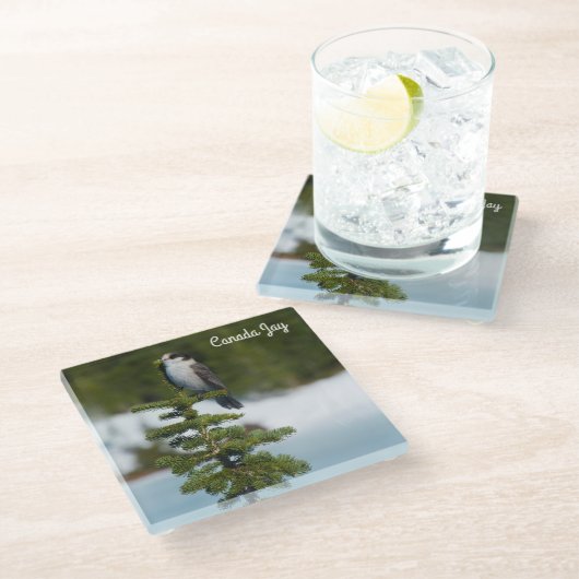 Kanada Jay Glasuntersetzer (Schrägansicht)