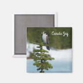 Kanada Jay Magnet (Vorderseite/Rückseite)