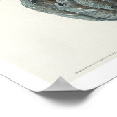 Kanada Jay von Audubon Poster (Ecke)