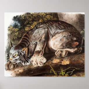 Kanada-Luchs (Lynx Canadensis) Illustration Poster