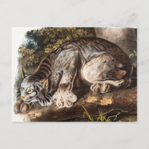 Kanada-Luchs (Lynx Canadensis) Illustration Postkarte