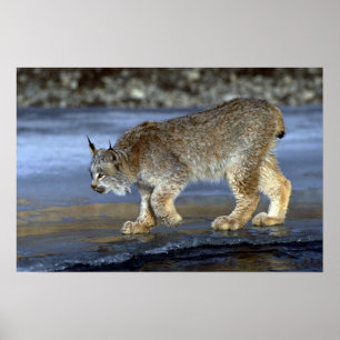 Kanada-Luchs, Winter Poster