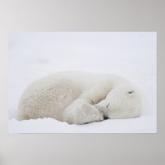 Kanada, Manitoba, Churchill. 3 Poster (Vorne)