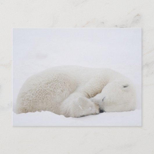 Kanada, Manitoba, Churchill. 3 Postkarte (Vorderseite)