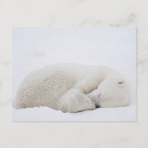 Kanada, Manitoba, Churchill. 3 Postkarte