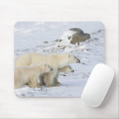 Kanada, Manitoba, Churchill. 4 Mousepad (Mit Mouse)