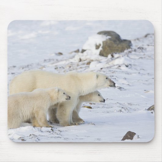 Kanada, Manitoba, Churchill. 4 Mousepad (Vorne)