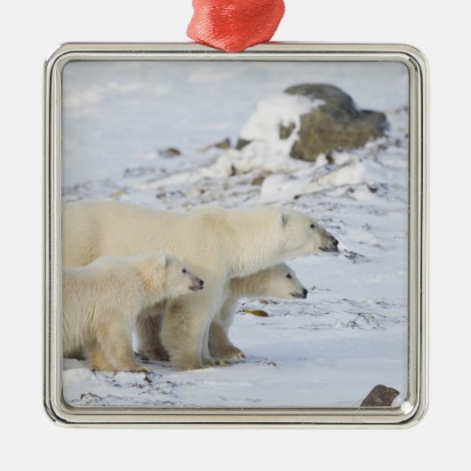 Kanada, Manitoba, Churchill. 4 Silbernes Ornament (Vorne)