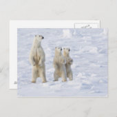 Kanada, Manitoba, Churchill. 5 Postkarte (Vorne/Hinten)