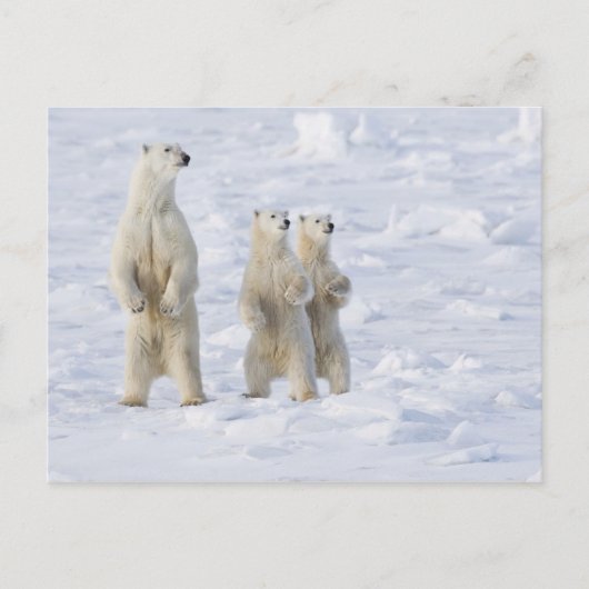 Kanada, Manitoba, Churchill. 5 Postkarte (Vorderseite)