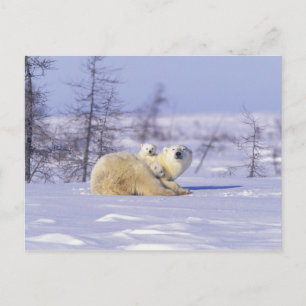 Kanada, Manitoba, Churchill. 9 Postkarte