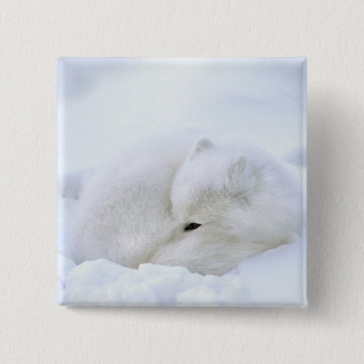 Kanada, Manitoba, Churchill. Arktische Fox Button (Vorderseite)