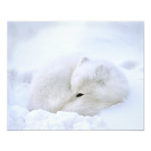 Kanada, Manitoba, Churchill. Arktische Fox Fotodruck (Vorne)