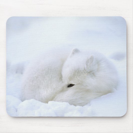 Kanada, Manitoba, Churchill. Arktische Fox Mousepad (Vorne)