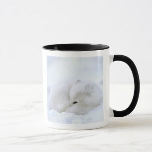 Kanada, Manitoba, Churchill. Arktische Fox Tasse