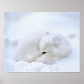 Kanada, Manitoba, Churchill. Artischer Fuchs mit Poster (Vorne)