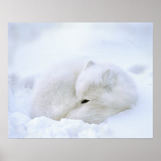 Kanada, Manitoba, Churchill. Artischer Fuchs mit Poster (Vorne)