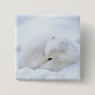 Kanada, Manitoba, Churchill. Polarfuchs Button