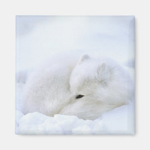 Kanada, Manitoba, Churchill. Polarfuchs Magnet