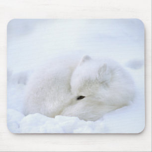 Kanada, Manitoba, Churchill. Polarfuchs Mousepad