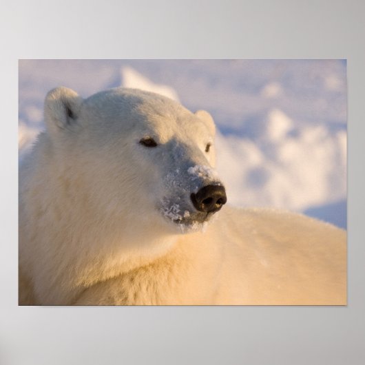 Kanada, Manitoba, Hudson Bay, Churchill. 4 Poster (Vorne)